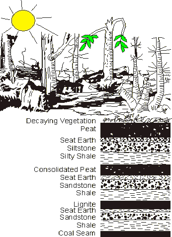 Swamps Form Coal