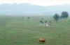 pasture1.jpg (63459 bytes)